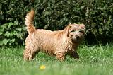 NORFOLK TERRIER 049